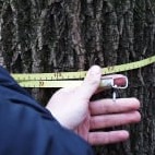 Broadleaf Impact Management